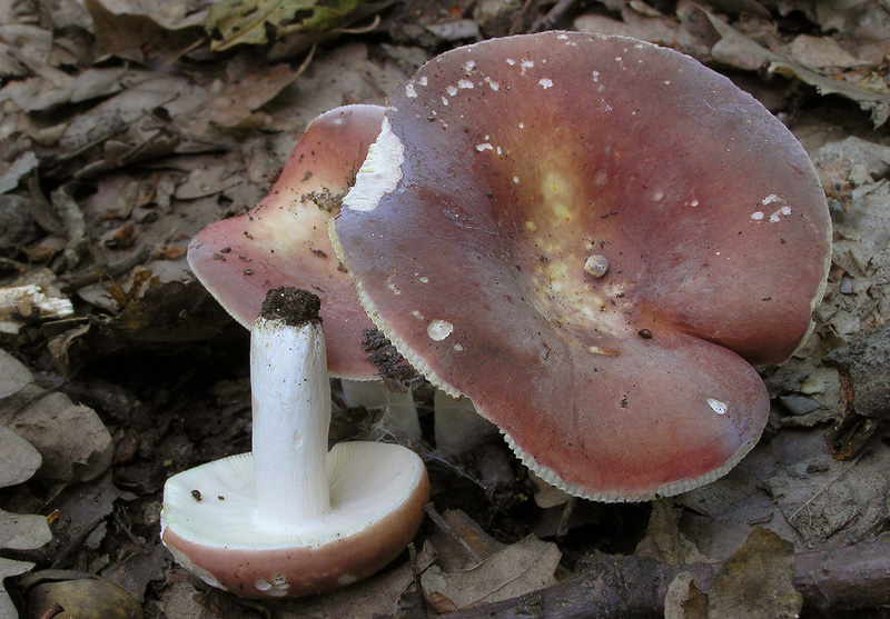 Russula vesca